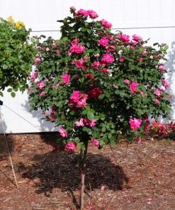 Brighter Blooms Roses Pink Knock Out® Rose Tree