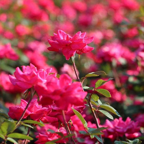 Brighter Blooms Double Pink Knock Out® Shrub 1 Brighter Blooms Double Pink Knock Out® Shrub