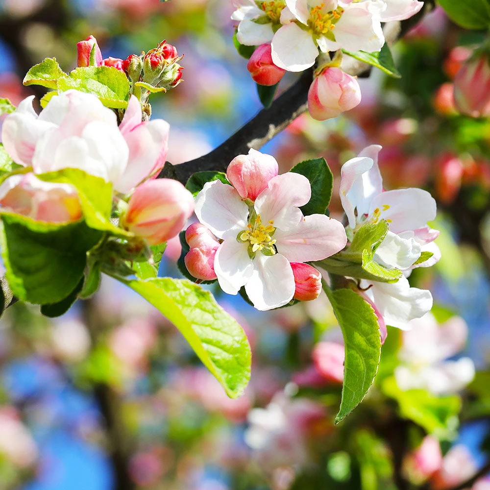Brighter Blooms Apples Trees Pink Lady Apple Tree 4 Brighter Blooms Apples Trees Pink Lady Apple Tree