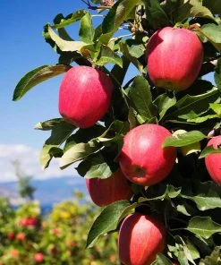 Brighter Blooms Apples Trees Pink Lady Apple Tree