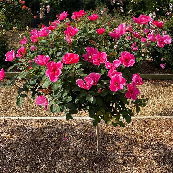 Brighter Blooms Pink Miracle™ Rose Tree Roses 1 Brighter Blooms Pink Miracle™ Rose Tree Roses