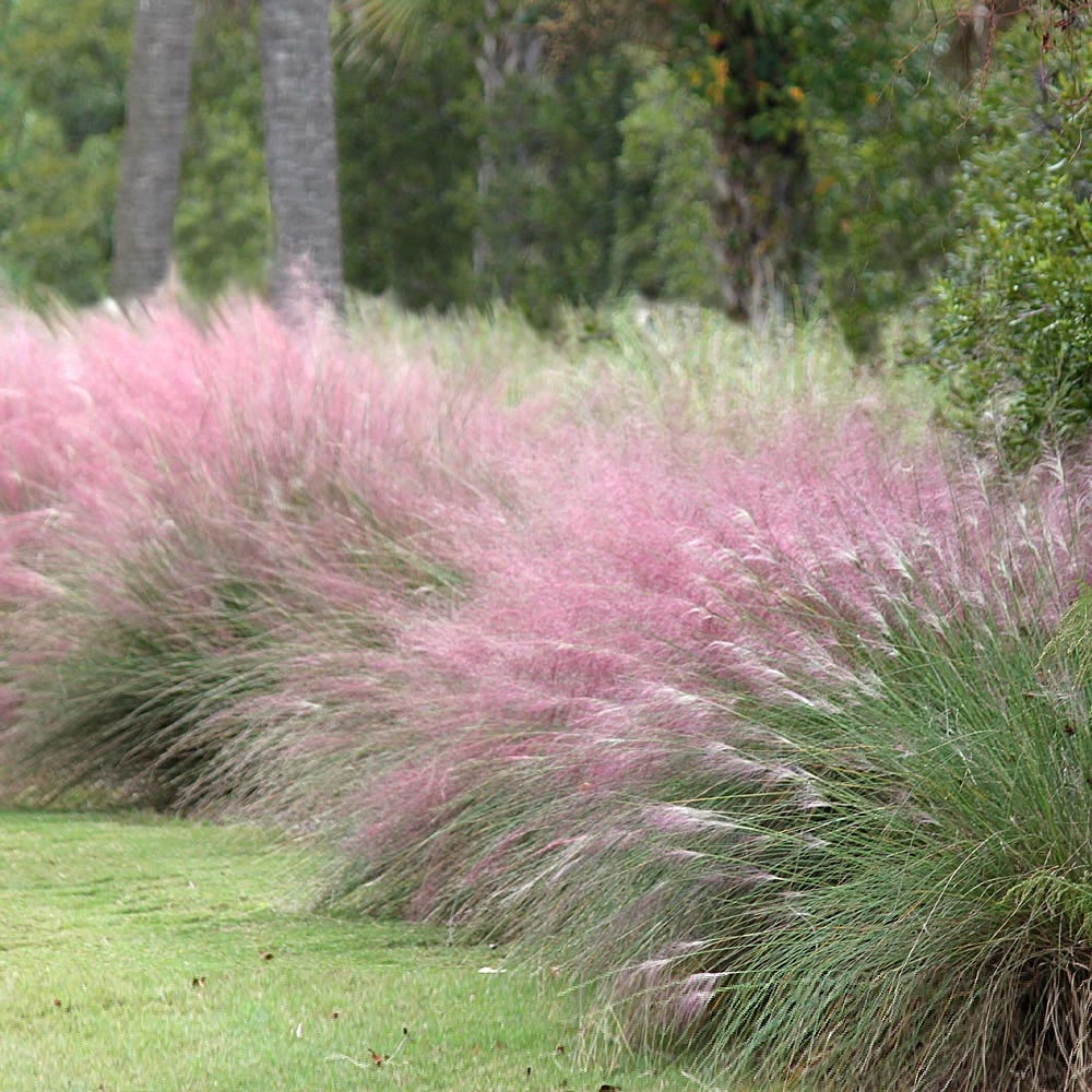 Brighter Blooms Pink Muhly Grass Ornamental Grasses 2 Brighter Blooms Pink Muhly Grass Ornamental Grasses