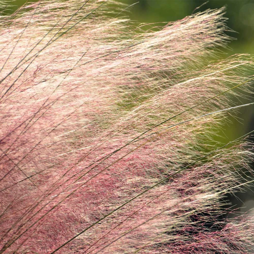 Brighter Blooms Pink Muhly Grass Ornamental Grasses 3 Brighter Blooms Pink Muhly Grass Ornamental Grasses