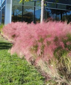Brighter Blooms Pink Muhly Grass Ornamental Grasses 8 Brighter Blooms Pink Muhly Grass Ornamental Grasses