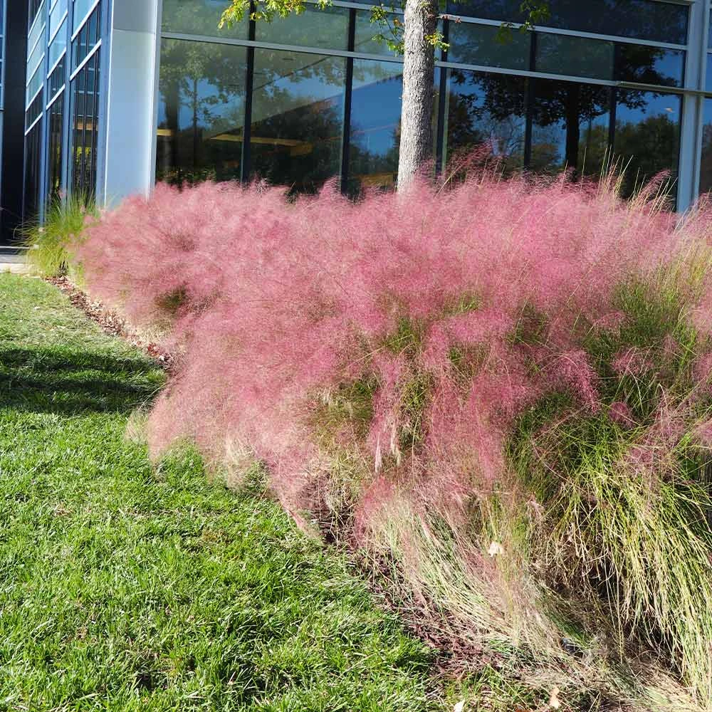 Brighter Blooms Pink Muhly Grass Ornamental Grasses 4 Brighter Blooms Pink Muhly Grass Ornamental Grasses