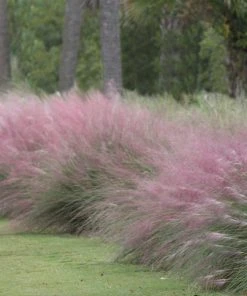 Brighter Blooms Pink Muhly Grass Ornamental Grasses