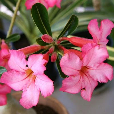 Brighter Blooms Shrubs & Hedges Pink Oleander Shrub 3 Brighter Blooms Shrubs & Hedges Pink Oleander Shrub