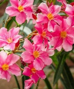 Brighter Blooms Shrubs & Hedges Pink Oleander Shrub 7 Brighter Blooms Shrubs & Hedges Pink Oleander Shrub