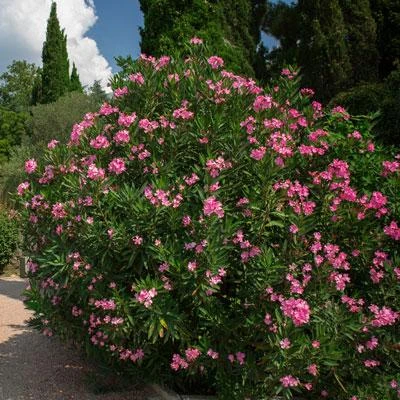 Brighter Blooms Shrubs & Hedges Pink Oleander Shrub 2 Brighter Blooms Shrubs & Hedges Pink Oleander Shrub