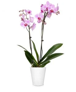 Brighter Blooms SHOP ALL Orchid Plant In White Pot 20 Brighter Blooms SHOP ALL Orchid Plant In White Pot