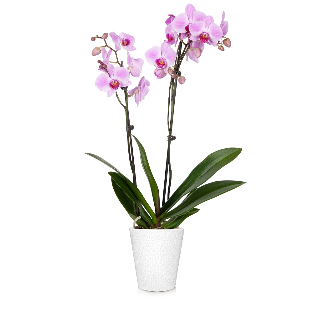 Brighter Blooms SHOP ALL Orchid Plant In White Pot 8 Brighter Blooms SHOP ALL Orchid Plant In White Pot