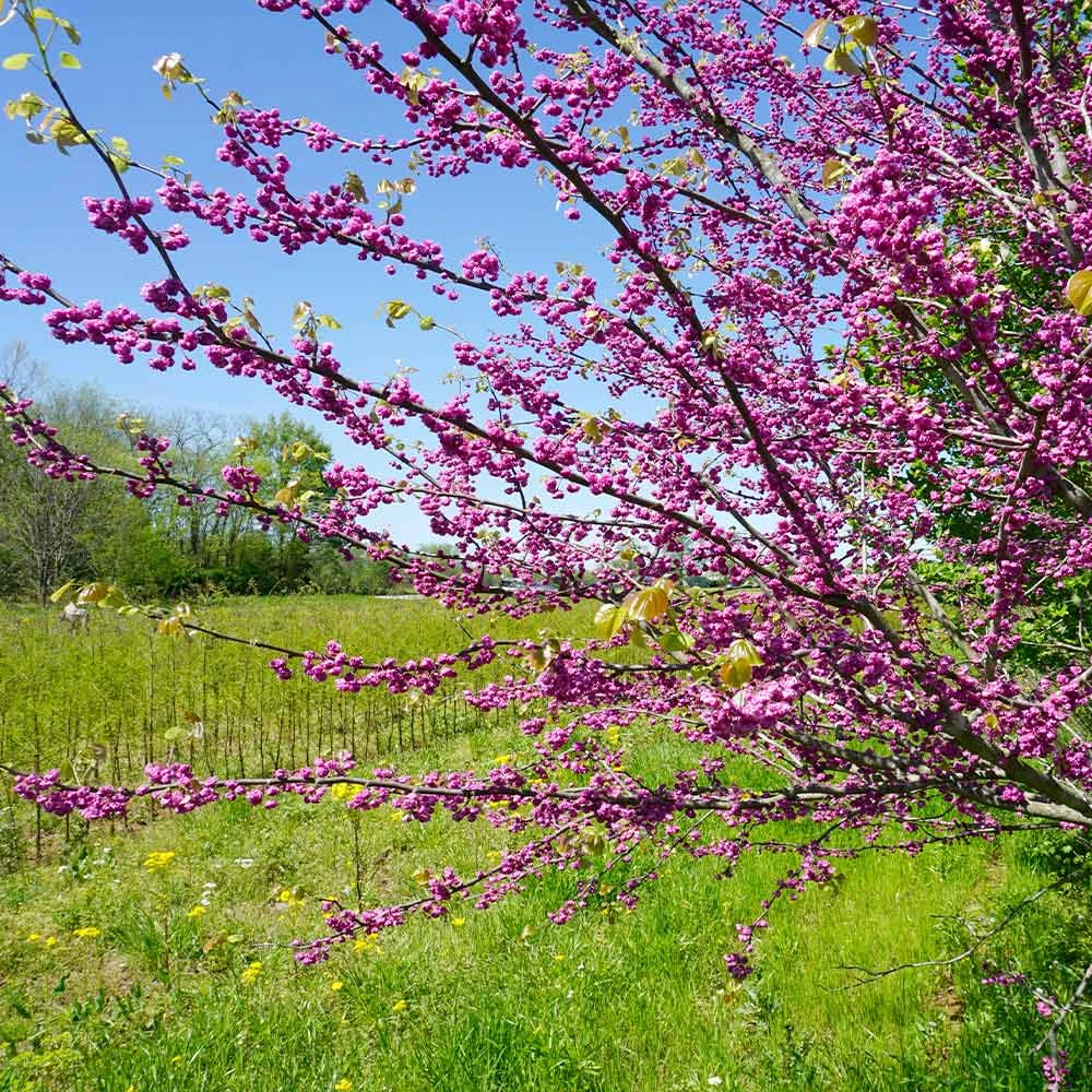 Brighter Blooms Pink Pom Poms' Redbud Tree Flowering Trees 3 Brighter Blooms Pink Pom Poms' Redbud Tree Flowering Trees
