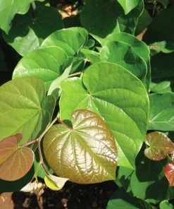 Brighter Blooms Pink Pom Poms' Redbud Tree Flowering Trees 7 Brighter Blooms Pink Pom Poms' Redbud Tree Flowering Trees