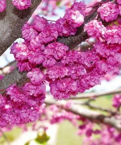 Brighter Blooms Pink Pom Poms' Redbud Tree Flowering Trees