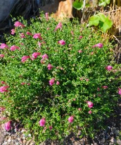 Brighter Blooms Pink Skullcap Shrub 7 Brighter Blooms Pink Skullcap Shrub