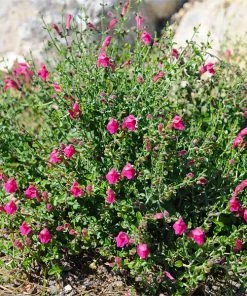 Brighter Blooms Pink Skullcap Shrub