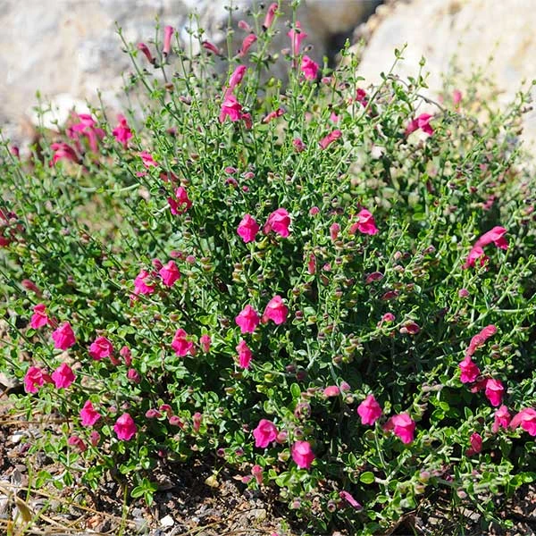 Brighter Blooms Pink Skullcap Shrub 1 Brighter Blooms Pink Skullcap Shrub