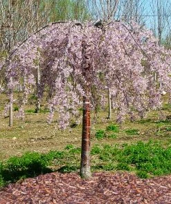 Brighter Blooms Flowering Trees Pink Snow Showers™ Weeping Cherry Tree 8 Brighter Blooms Flowering Trees Pink Snow Showers™ Weeping Cherry Tree