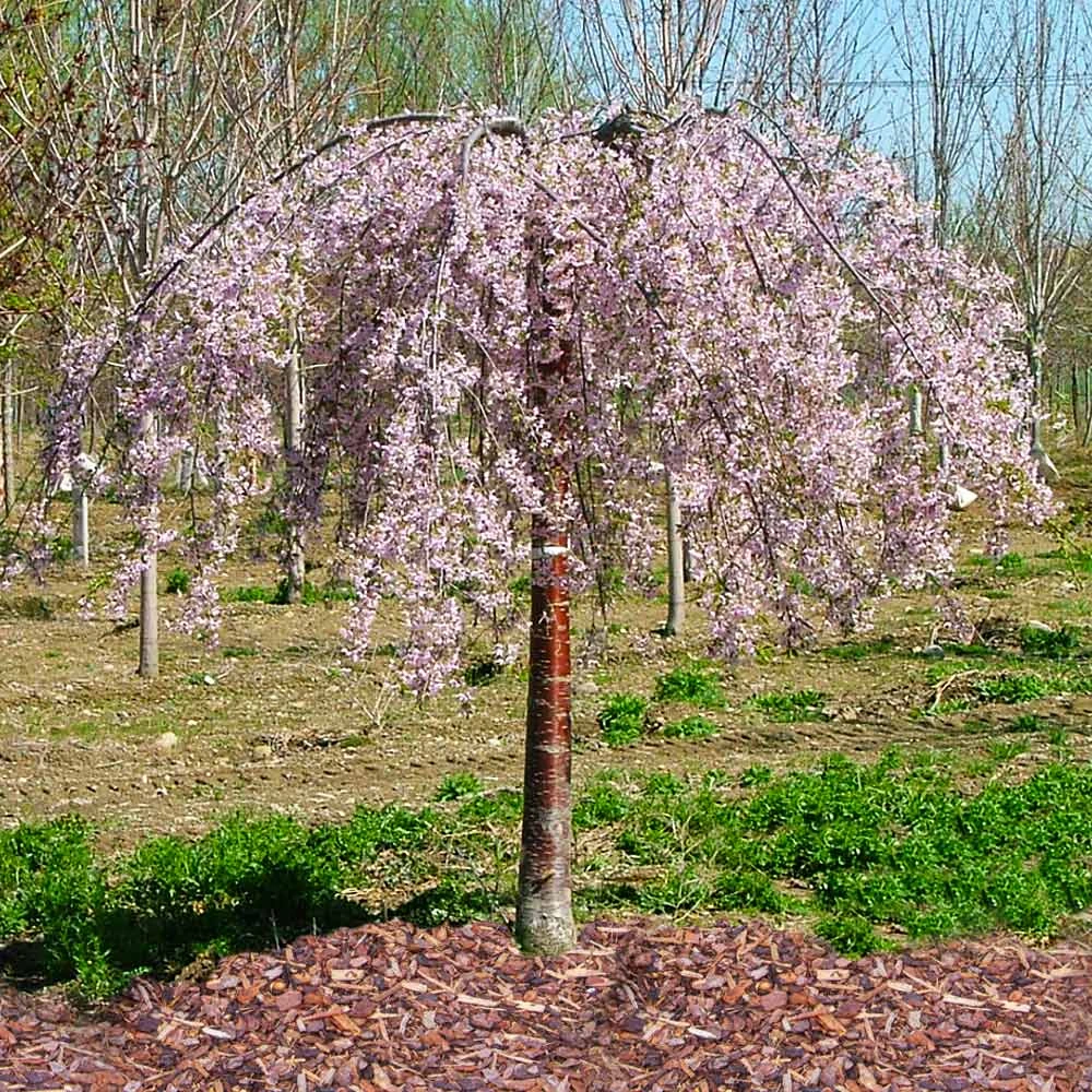 Brighter Blooms Flowering Trees Pink Snow Showers™ Weeping Cherry Tree 4 Brighter Blooms Flowering Trees Pink Snow Showers™ Weeping Cherry Tree