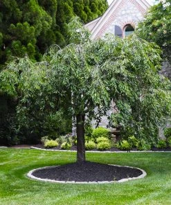 Brighter Blooms Flowering Trees Pink Snow Showers™ Weeping Cherry Tree 9 Brighter Blooms Flowering Trees Pink Snow Showers™ Weeping Cherry Tree