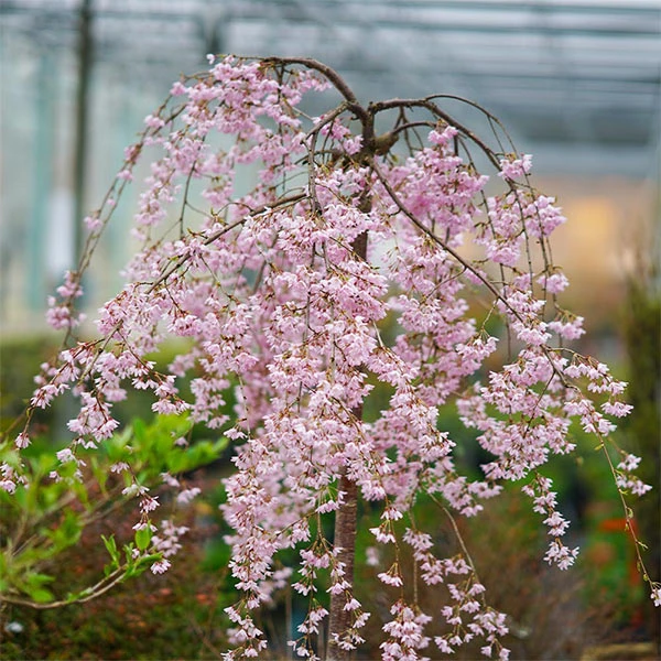 Brighter Blooms Flowering Trees Pink Snow Showers™ Weeping Cherry Tree 1 Brighter Blooms Flowering Trees Pink Snow Showers™ Weeping Cherry Tree
