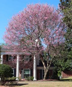 Brighter Blooms Flowering Trees Pink Trumpet Tree