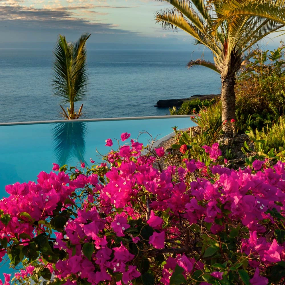 Brighter Blooms Pink Pixie Bougainvillea SHOP ALL 3 Brighter Blooms Pink Pixie Bougainvillea SHOP ALL