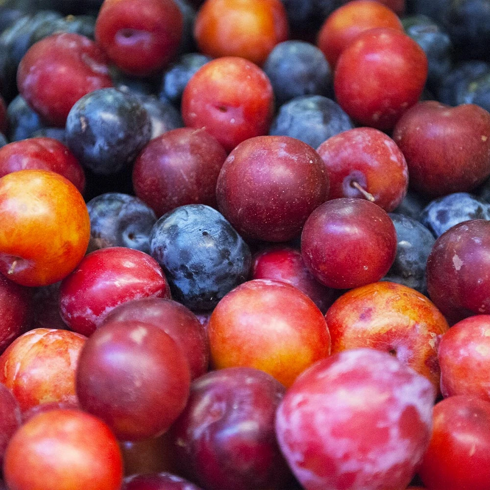 Brighter Blooms 2-in-1 Plum Surprise Tree 2 Brighter Blooms 2-in-1 Plum Surprise Tree