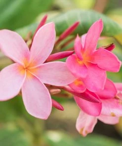 Brighter Blooms Flowering Trees Plumeria Plant 7 Brighter Blooms Flowering Trees Plumeria Plant