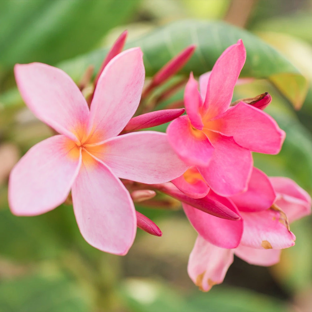 Brighter Blooms Flowering Trees Plumeria Plant 4 Brighter Blooms Flowering Trees Plumeria Plant
