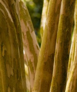 Brighter Blooms Pink Velour Crape Myrtle Tree 11 Brighter Blooms Pink Velour Crape Myrtle Tree