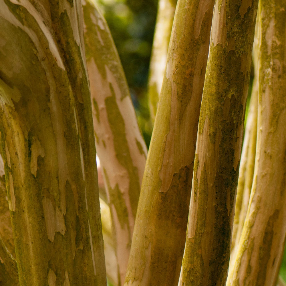 Brighter Blooms Pink Velour Crape Myrtle Tree 6 Brighter Blooms Pink Velour Crape Myrtle Tree