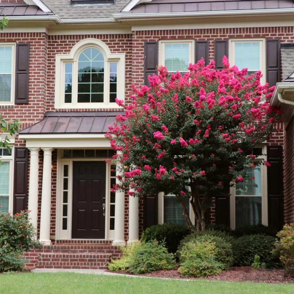 Brighter Blooms Pink Velour Crape Myrtle Tree 2 Brighter Blooms Pink Velour Crape Myrtle Tree