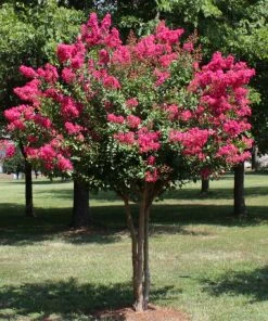 Brighter Blooms Pink Velour Crape Myrtle Tree 9 Brighter Blooms Pink Velour Crape Myrtle Tree