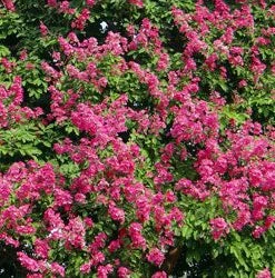 Brighter Blooms Pocomoke Crape Myrtle Tree