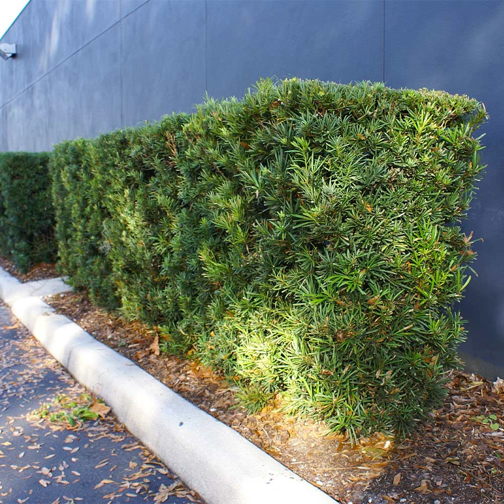 Brighter Blooms Evergreen & Privacy Yew Podocarpus Tree 5 Brighter Blooms Evergreen & Privacy Yew Podocarpus Tree