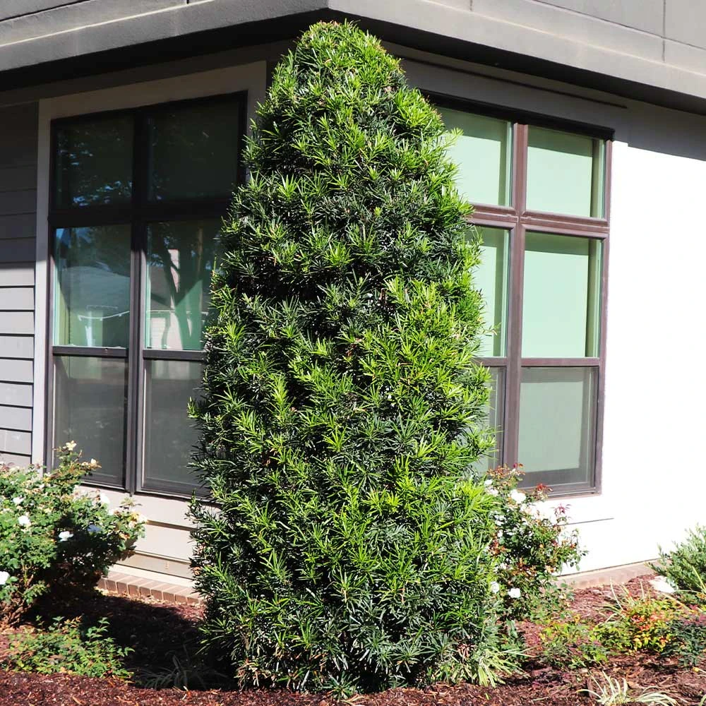 Brighter Blooms Evergreen & Privacy Yew Podocarpus Tree 4 Brighter Blooms Evergreen & Privacy Yew Podocarpus Tree