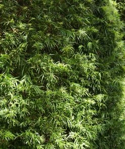 Brighter Blooms Yew Podocarpus Evergreen & Privacy 11 Brighter Blooms Yew Podocarpus Evergreen & Privacy