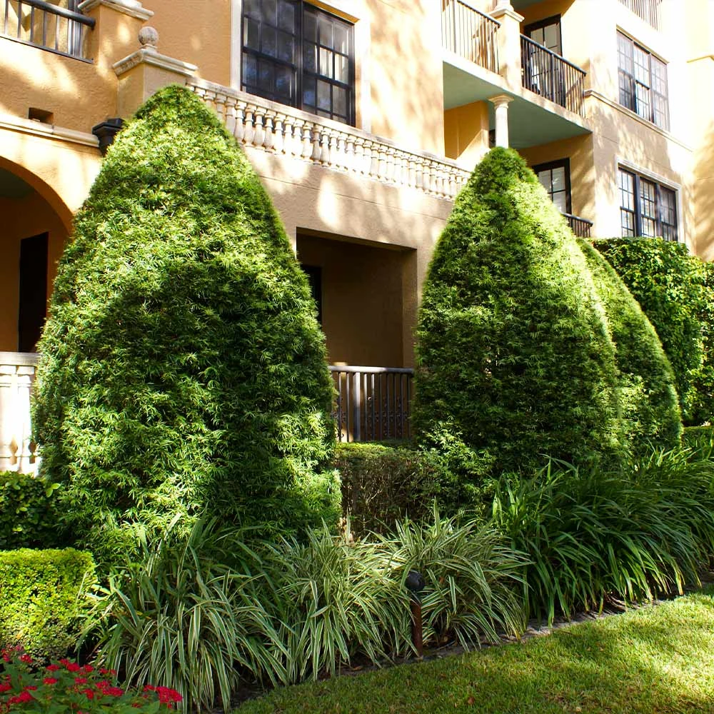 Brighter Blooms Yew Podocarpus Evergreen & Privacy 2 Brighter Blooms Yew Podocarpus Evergreen & Privacy