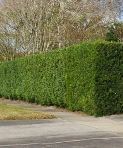 Brighter Blooms Evergreen & Privacy Yew Podocarpus Tree 9 Brighter Blooms Evergreen & Privacy Yew Podocarpus Tree