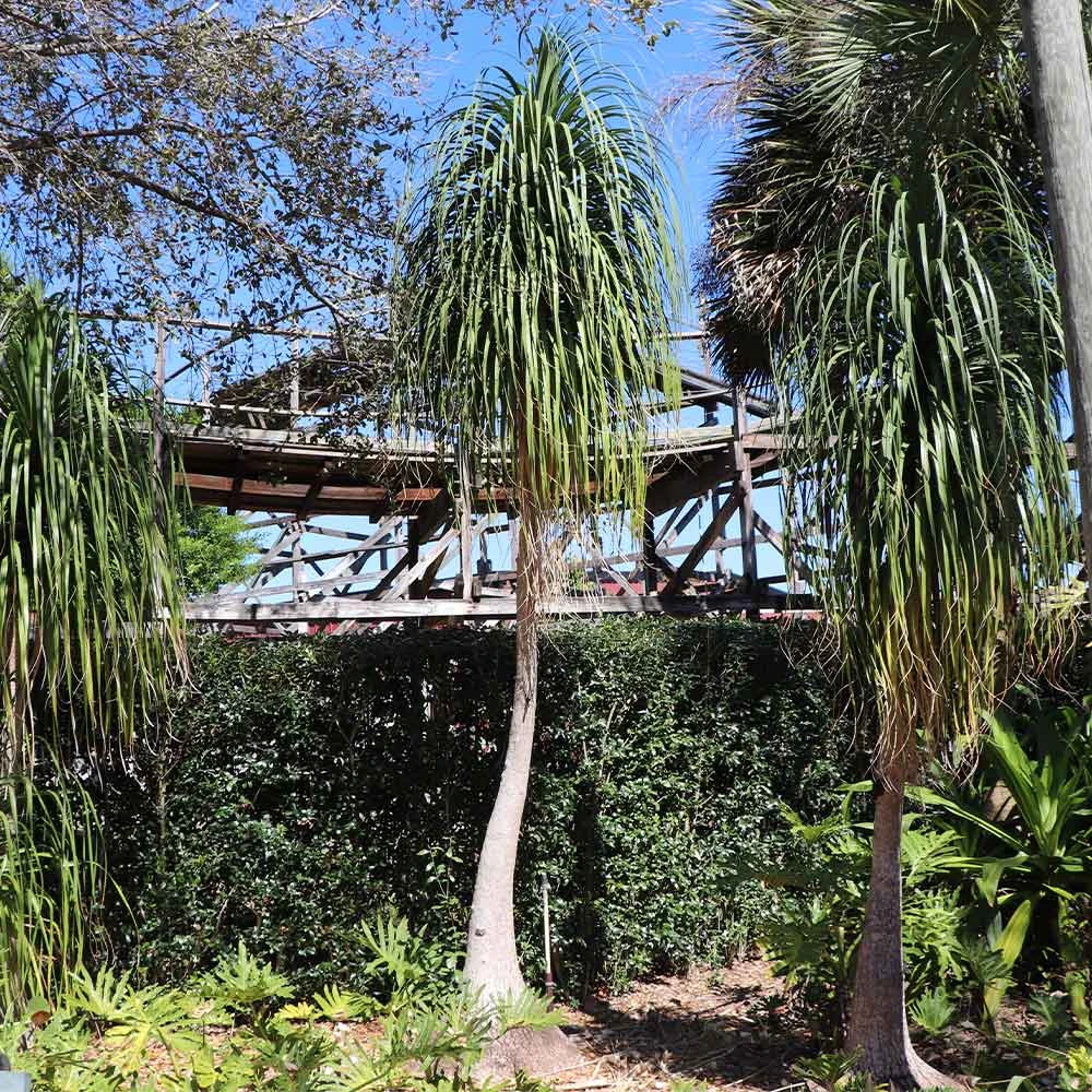 Brighter Blooms Ponytail Palm Tree 4 Brighter Blooms Ponytail Palm Tree