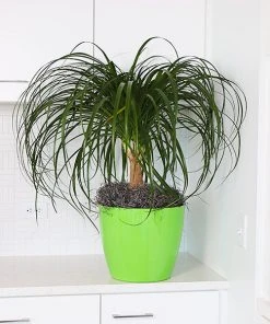 Brighter Blooms Ponytail Palm Tree