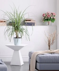 Brighter Blooms Ponytail Palm Tree 8 Brighter Blooms Ponytail Palm Tree