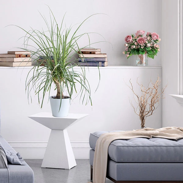 Brighter Blooms Ponytail Palm Tree 3 Brighter Blooms Ponytail Palm Tree