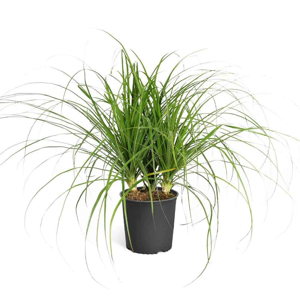 Brighter Blooms Ponytail Palm Tree 6 Brighter Blooms Ponytail Palm Tree
