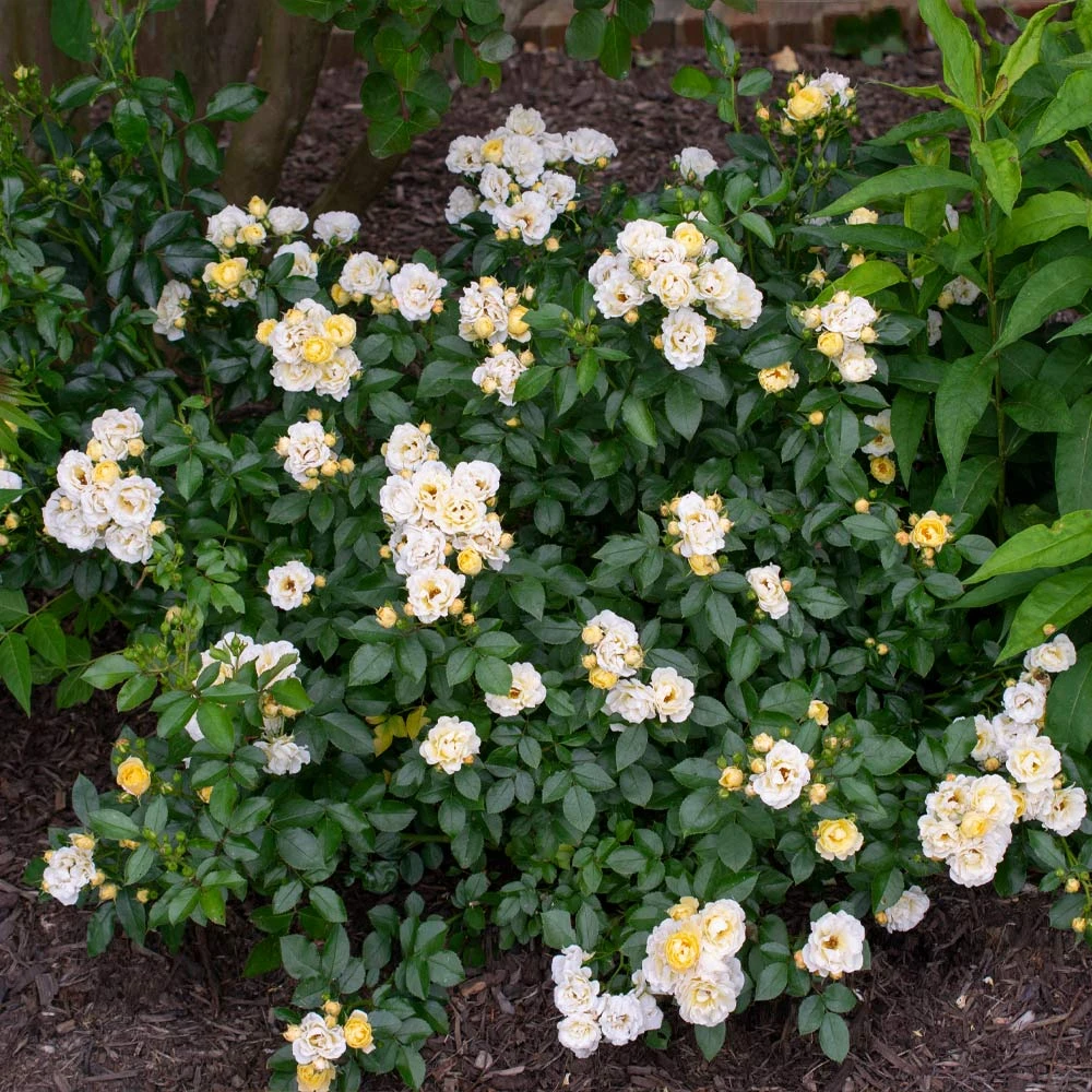 Brighter Blooms Roses Popcorn Drift® Rose 3 Brighter Blooms Roses Popcorn Drift® Rose