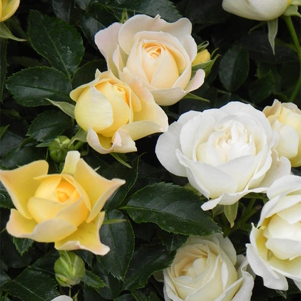 Brighter Blooms Roses Popcorn Drift® Rose 1 Brighter Blooms Roses Popcorn Drift® Rose