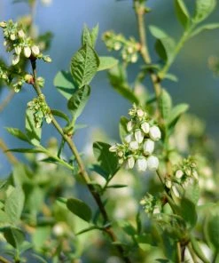 Brighter Blooms Fruit Trees Powderblue Blueberry Bush 10 Brighter Blooms Fruit Trees Powderblue Blueberry Bush