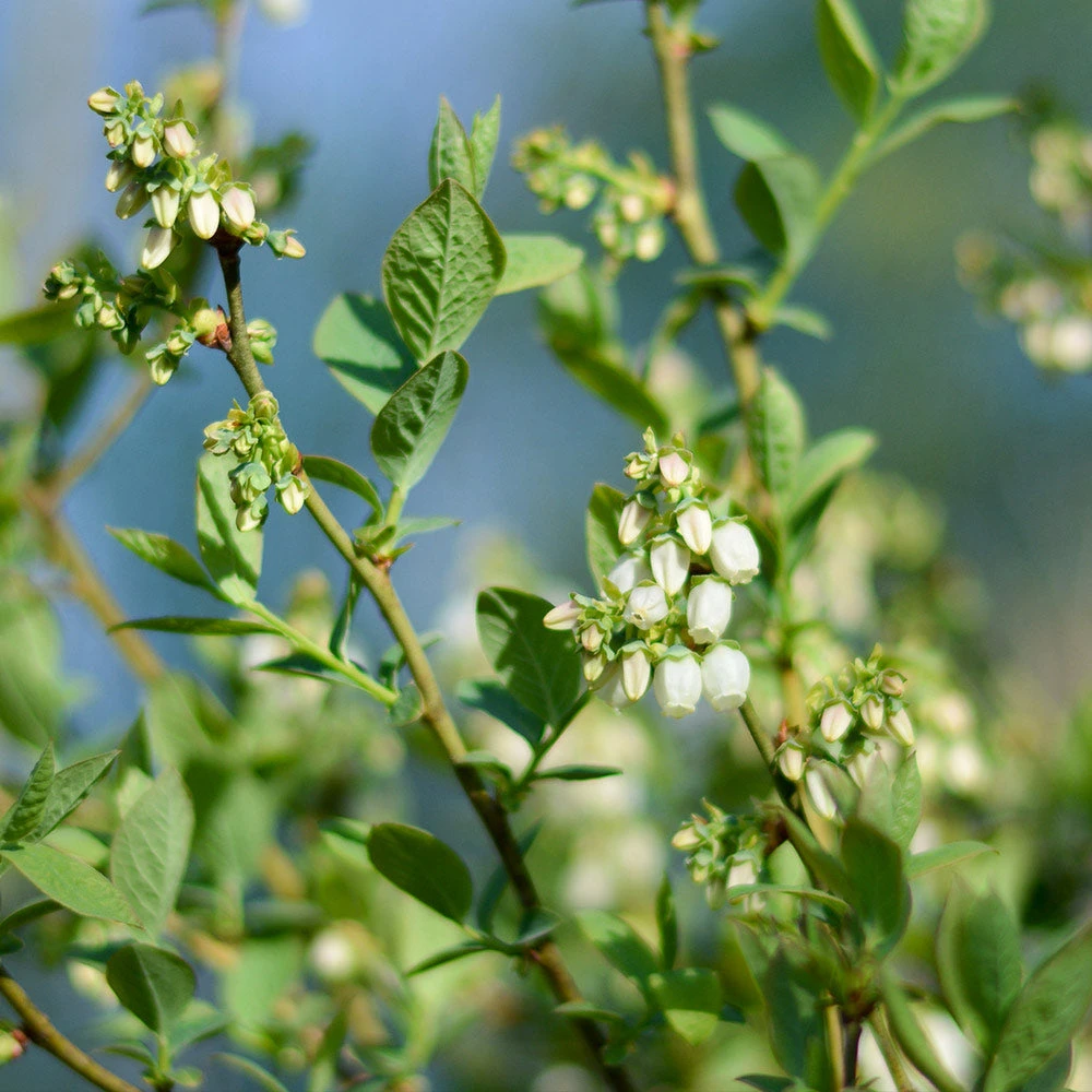 Brighter Blooms Fruit Trees Powderblue Blueberry Bush 5 Brighter Blooms Fruit Trees Powderblue Blueberry Bush