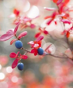 Brighter Blooms Fruit Trees Powderblue Blueberry Bush 9 Brighter Blooms Fruit Trees Powderblue Blueberry Bush